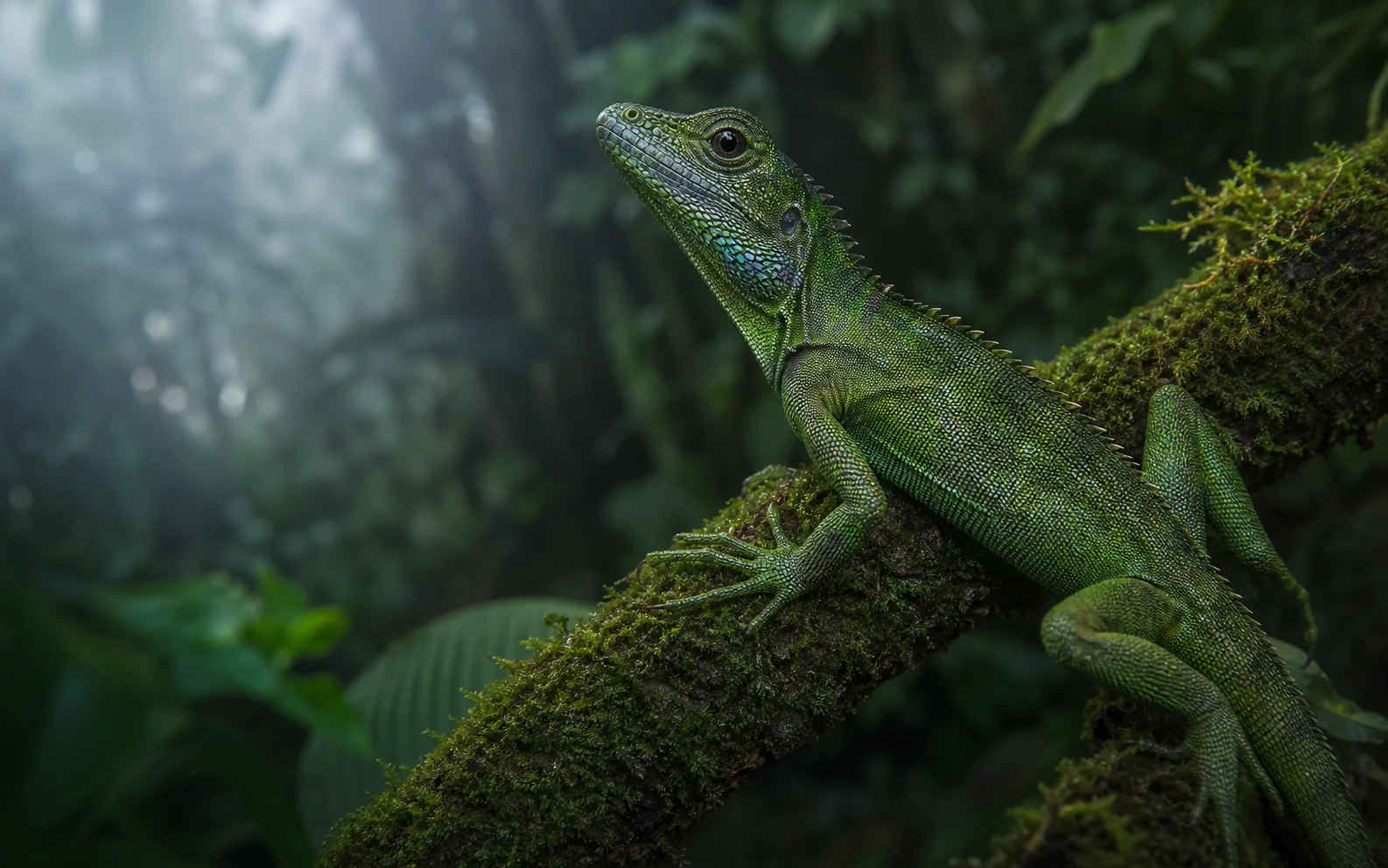 Lagarto brasileiro do gênero Enyalius sobre um galho em ambiente de Mata Atlântica